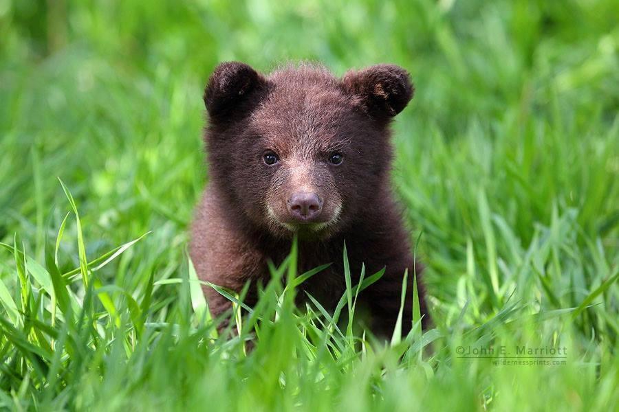 Baby Bear Cabin Villa West Yellowstone Oda fotoğraf